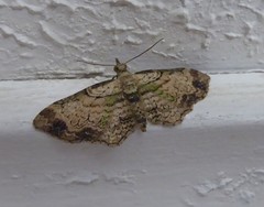 Chloroclystis sphragitis