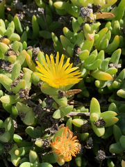 Malephora crocea