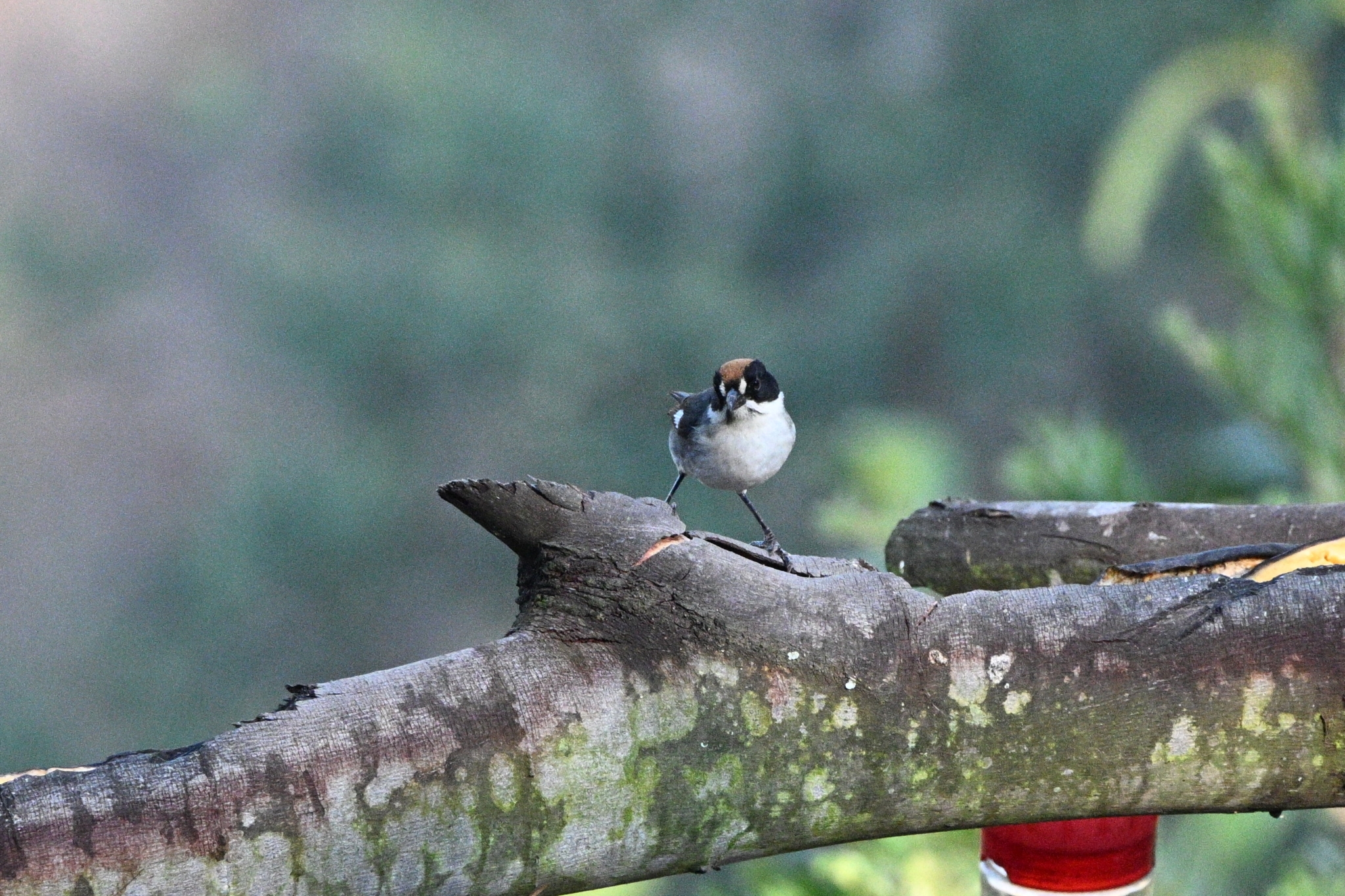 White-winged Brushfinch (Atlapetes leucopterus), photo 2