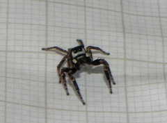 Sumampattus quinqueradiatus