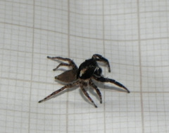 Sumampattus quinqueradiatus