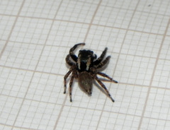 Sumampattus quinqueradiatus