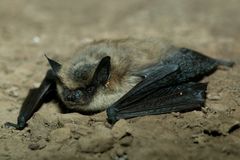Myotis leibii