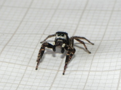 Sumampattus quinqueradiatus