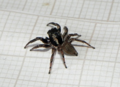 Sumampattus quinqueradiatus