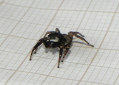 Sumampattus quinqueradiatus