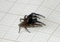 Sumampattus quinqueradiatus