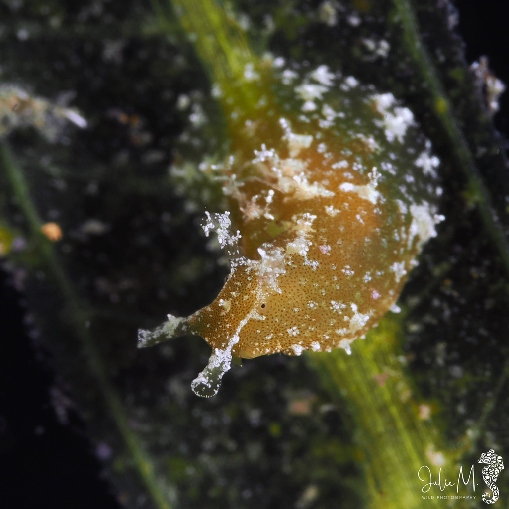 Petalifera petalifera
