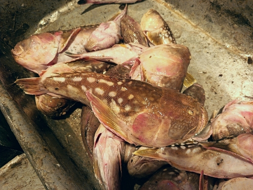 Longnosed stargazer (Ichthyscopus lebeck) — Uranoscopidae