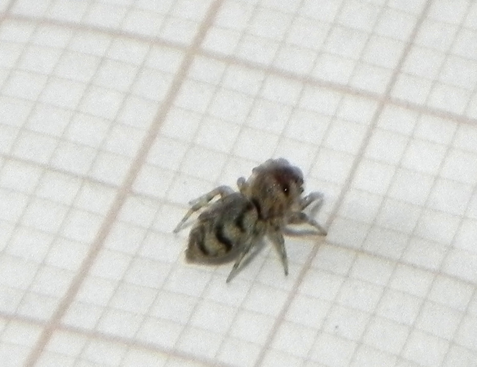 Atelurius