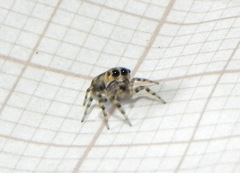 Atelurius segmentatus