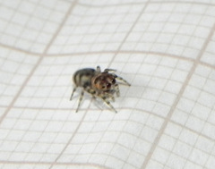 Atelurius segmentatus