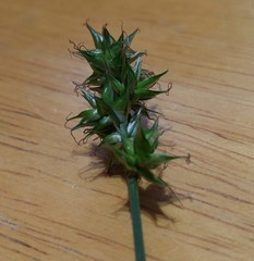Carex spicata