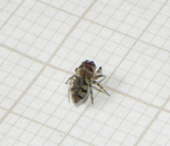 Atelurius segmentatus