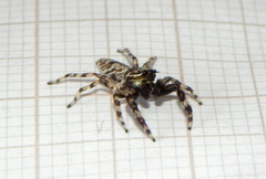 Balmaceda nigrosecta