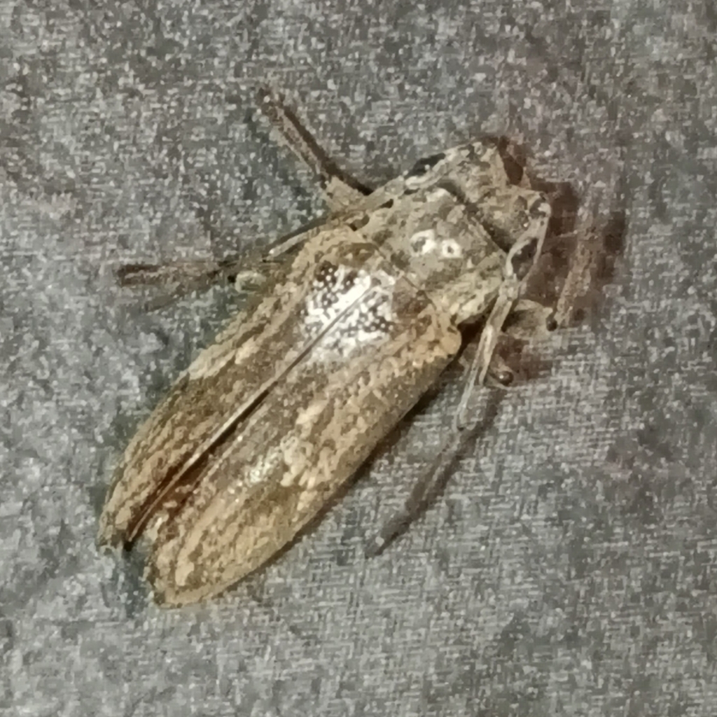 Hesychotypa liturata