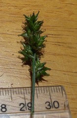 Carex spicata