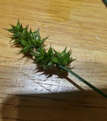 Carex spicata
