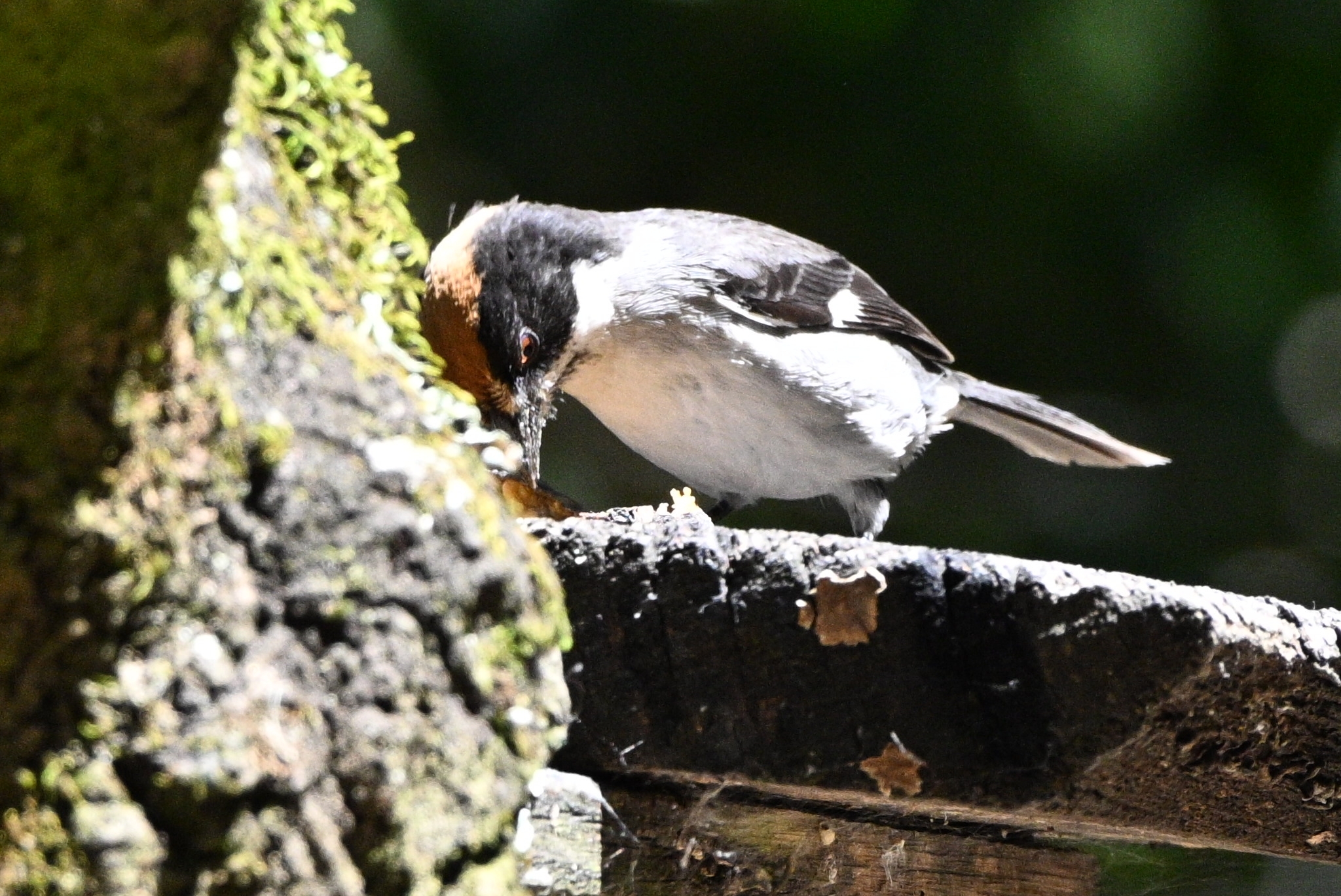 White-winged Brushfinch (Atlapetes leucopterus), photo 3