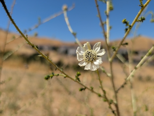 Glandular Big Tarweed (Blepharizonia laxa)