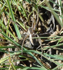 Pisaurina