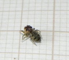 Atelurius segmentatus