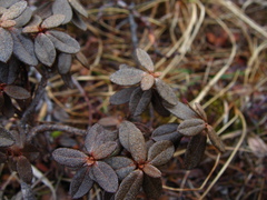 Rhododendron lapponicum