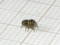 Atelurius segmentatus