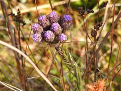 Carphephorus pseudoliatris