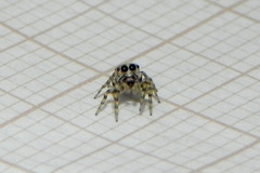 Atelurius segmentatus