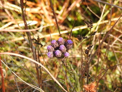 Carphephorus pseudoliatris