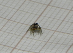 Atelurius segmentatus