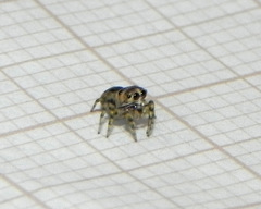 Atelurius segmentatus