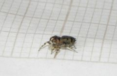 Atelurius segmentatus