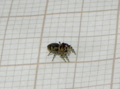 Atelurius segmentatus