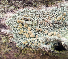 Lecanora symmicta