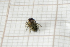 Atelurius segmentatus