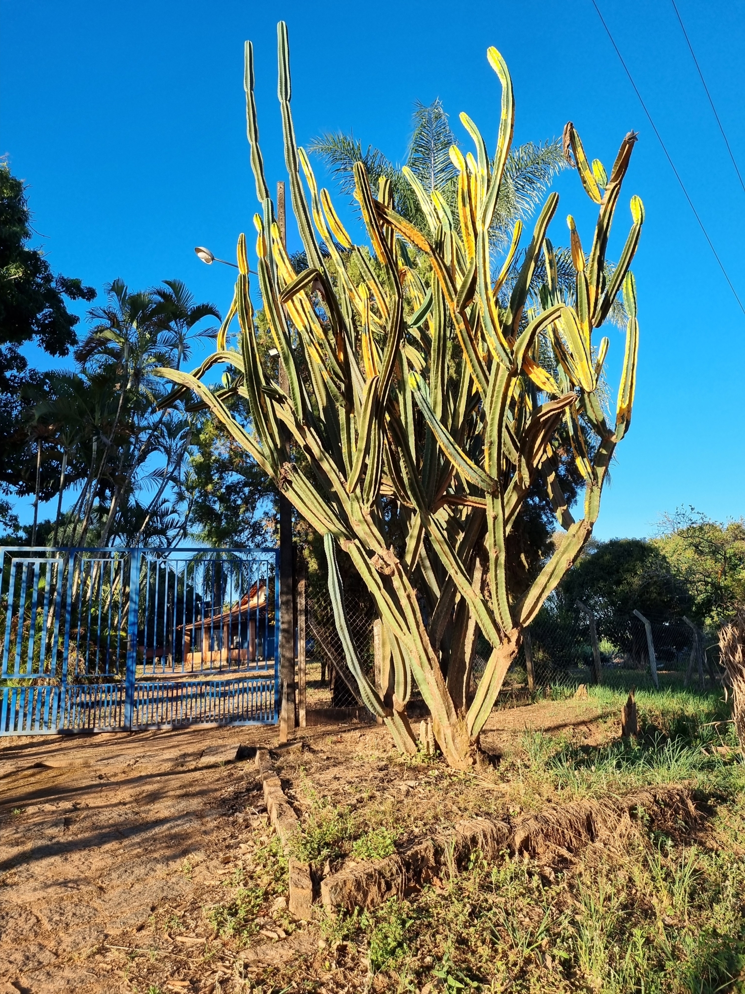 Cereus hildmannianus
