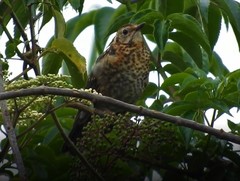 Turdus rufitorques