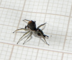 Maeota dichrura