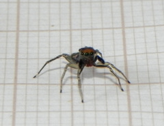 Maeota dichrura