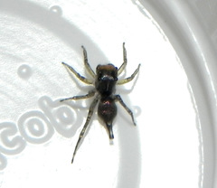 Maeota dichrura