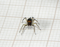 Maeota dichrura