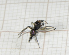 Maeota dichrura