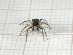 Maeota dichrura
