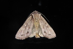 Ichneutica averilla
