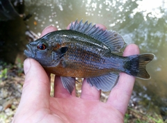 Lepomis miniatus