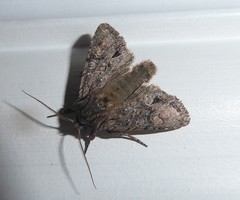 Ichneutica averilla
