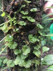 Crepidomanes minutum