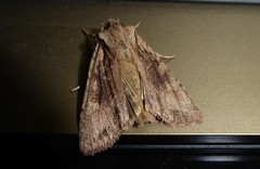 Ichneutica averilla